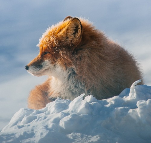 Fox by © Ivan Kislov