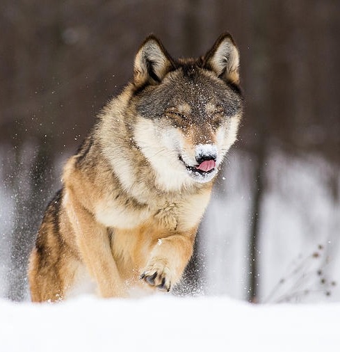 Wolf Enjoying The Snow by © Michelle Lalancette