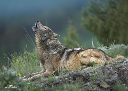 Gray Wolf Howling by © Tim Fitzharris