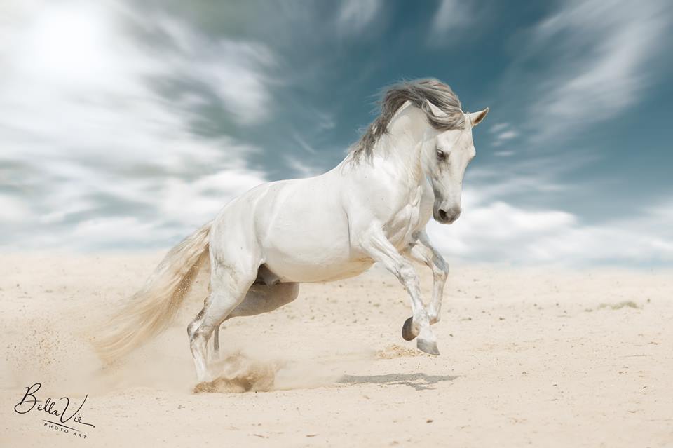 Stunning Andalusian stallion Oclajoma from Noor Tanger
BellaVie PhotoArt