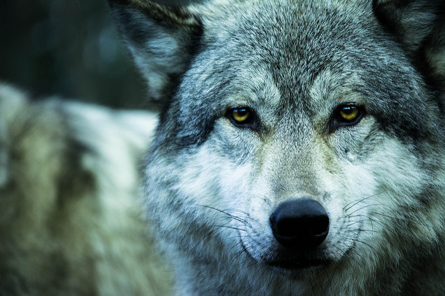 wolfsheart-blog:
“ Wolf by Carina
”
