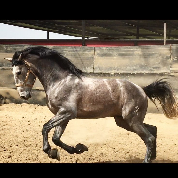 Curioso MR, 3 year old PRE stallion bred by Rancho Los Potrillos
SS Equine Performance