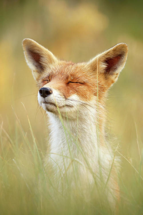 Zen Fox Series - Chill Fox by © Roeselien Raimond