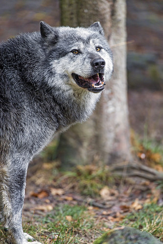 wolfsheart-blog:
“
Smiling timberwolf by Tambako The Jaguar
”