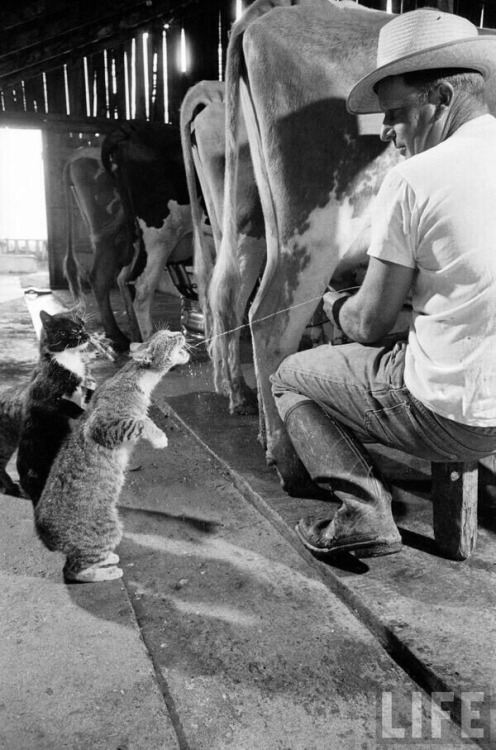sixpenceee:
“ Cats catching squirts of milk during milking at a dairy farm in California, 1954
”