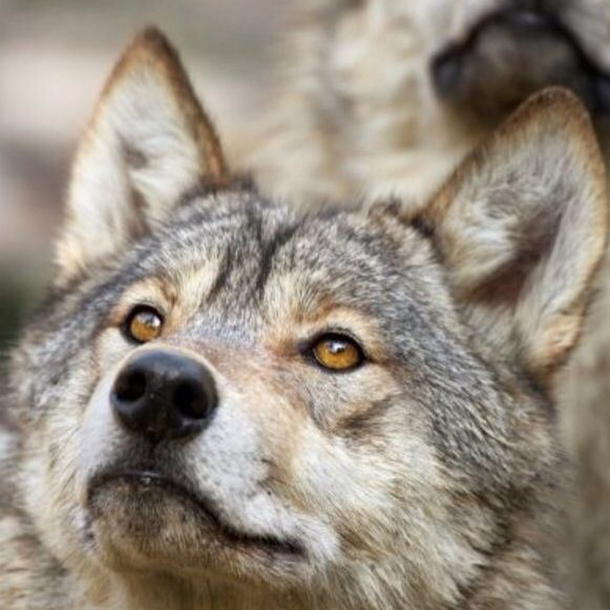 palabricue:
“#lobos#wolves
”