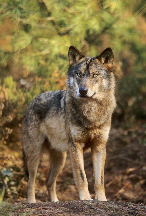 wolfsheart-blog:
“ Iberian wolf (Canis lupus signatus) by Terry Whittaker
”