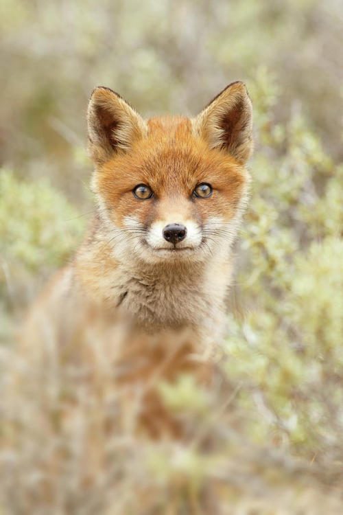 Happy Baby Fox by © Roeselien Raimond