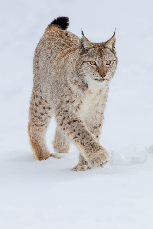 Boreal Lynx by © Dario Mesonero-Romanos