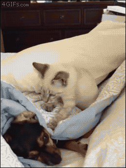 Kitten picks a fight. [video]