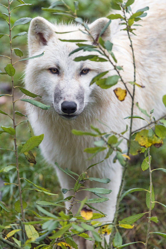 magicalnaturetour:
“Sweet female wolf among vegetation by Tambako the Jaguar I really like this picture of this young female wolf, she was looking very nice among the vegetation! http://flic.kr/p/NDMqkY
”