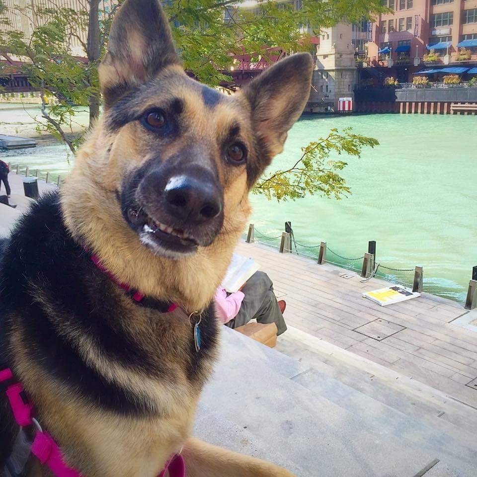 My special Shepherd. She flunked out of agility class, then nose work class, but we still love her! (Source: http://ift.tt/2iWzgyy)