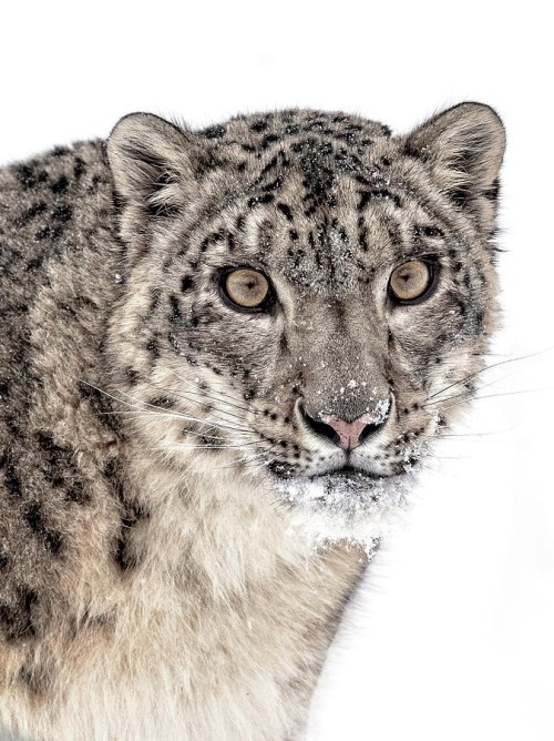 Snow Leopard Portrait by © Wes and Dotty Weber