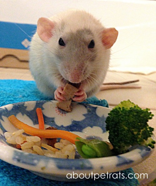 Good Pet Rat Diet