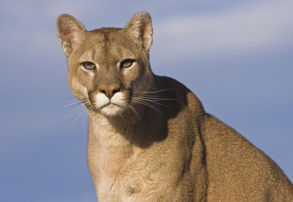 Puma Concolor Cougar Extinct - Resimlere göre ara - RED