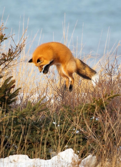 Red Fox Hunting by © bkcrossman