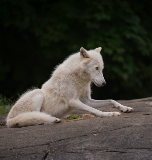 An Arctic Wolf by © Daniel Parent