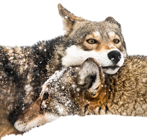 Red Wolf Pair in Snow by © Abeselom Zerit