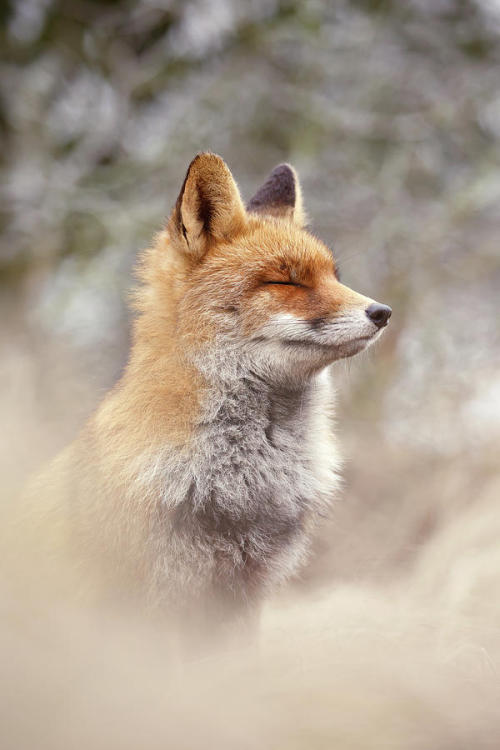 Zen Fox Series - Calm Fox by © Roeselien Raimond
