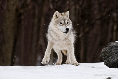 wolfsheart-blog:
“Arctic Wolf in Snow by Michael Cummings
”
