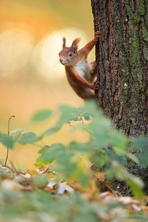 Red Squirrel by © Jirí Míchal