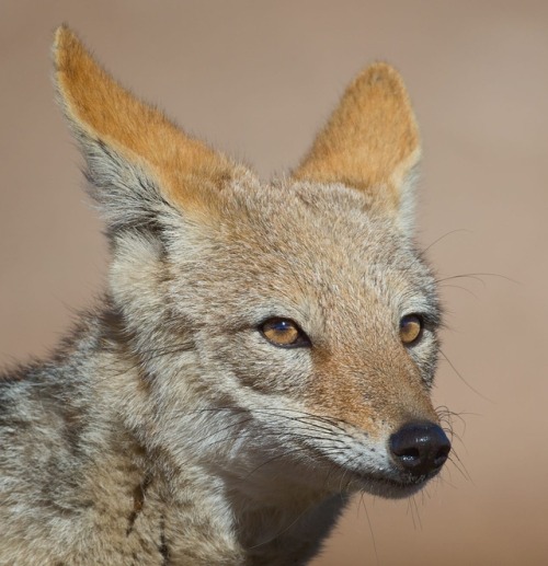 Kalahari Jackal by © Mogens Trolle
Portrait of a black-backed jackal from the Kgalagadi Transfrontier Park, South Africa. The adaptable canid is thriving in the arid Kalahari desert.