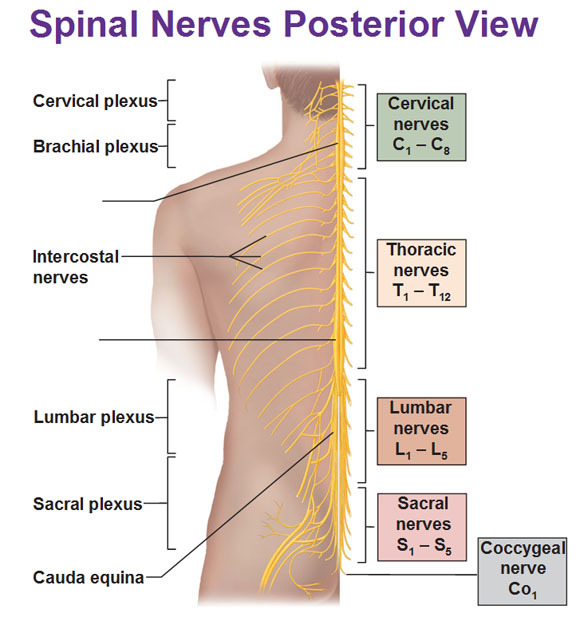 Where is the brachial plexus in the human body?