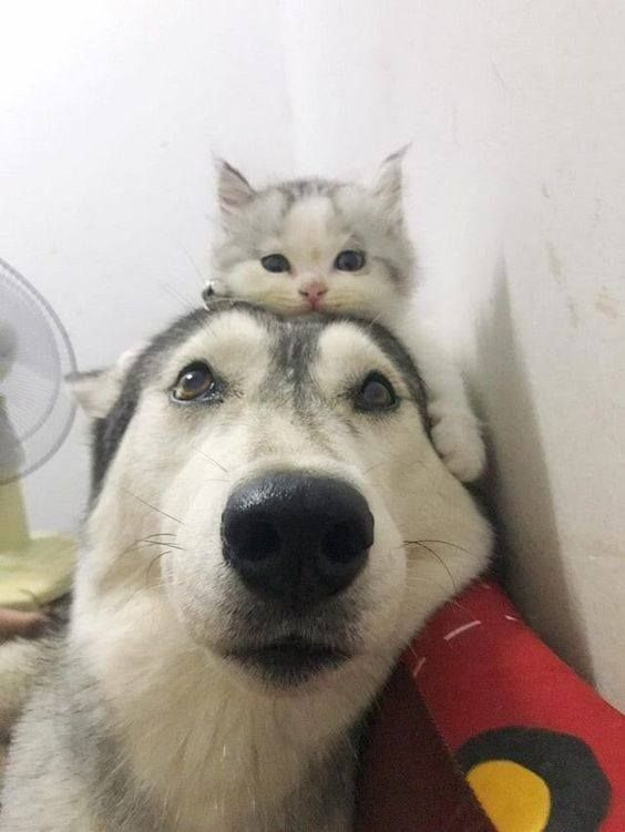 Dog and cat are best
Source: http://bit.ly/2rbjjJ3