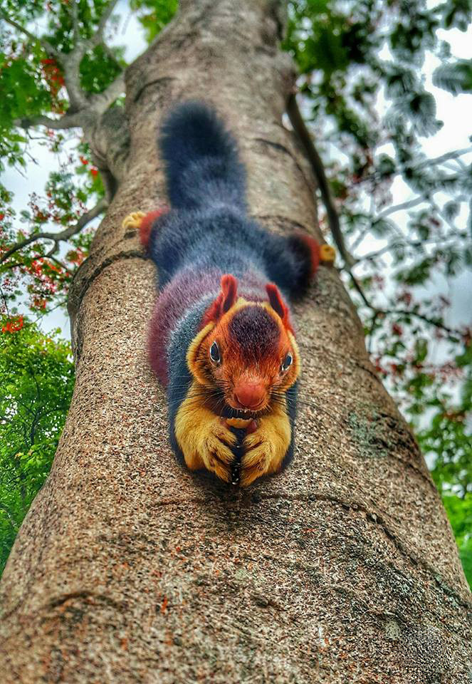 Found him in Achankovil forest Kerala, India (Source: http://ift.tt/2r1UuiR)