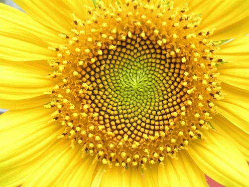 vulnerableecstasy:
“ sixpenceee:
“ Sunflower florets are laid out in a very specific geometry.
”
Or also know as the golden ratio/ Fibonacci’s spiral
”
