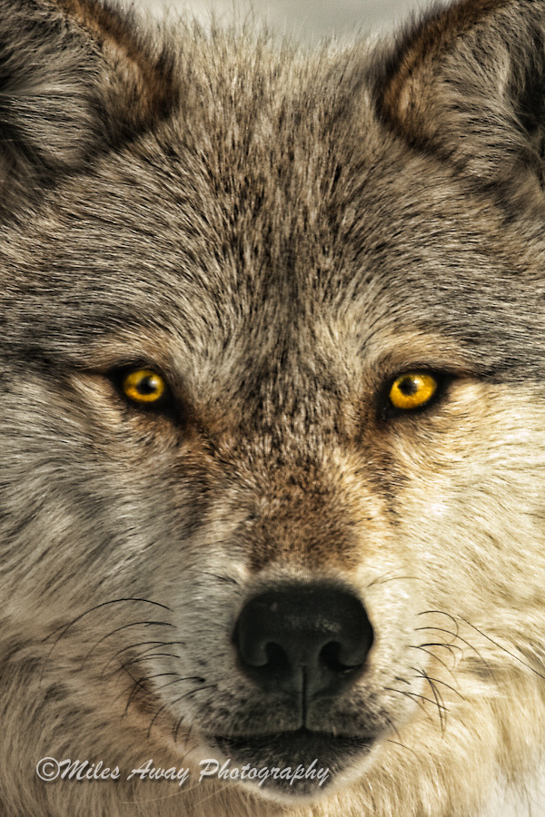 wolfsheart-blog:
“Wolf Portrait by Miles Away Photography
”
