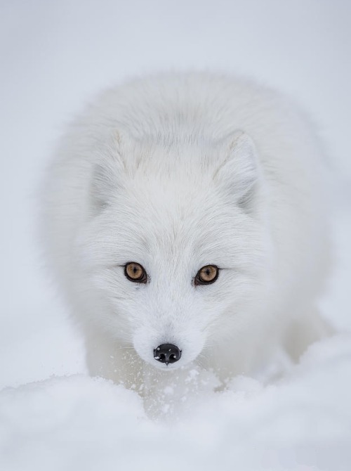 beautiful-wildlife:
“Arctic Fox by Neil Burton
”