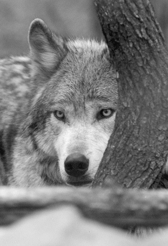 wolfsheart-blog:
“Wolf by kenkeener1621
”