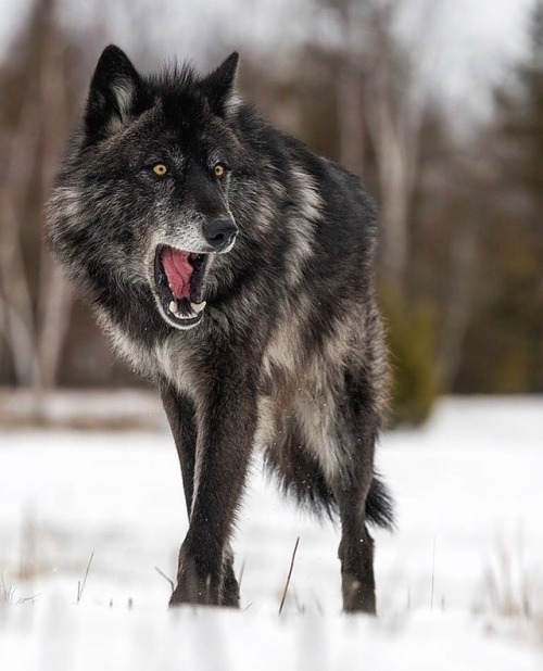 Lone Black Wolf by © cjm_photography
