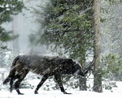 wolveswolves:
“ Wild wolf in snowstorm in Montana by Nateu28
”