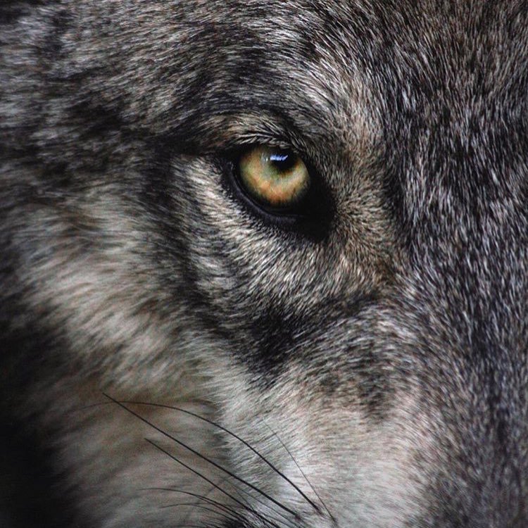 worldofwolvesofficial:
“By @ivar_the_real_wolfdog #shoutout #photography
”