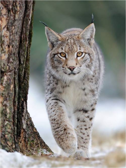Lynx by © Haykaz Hakobyan