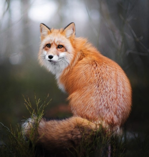 Red Fox by © Iza Lyson