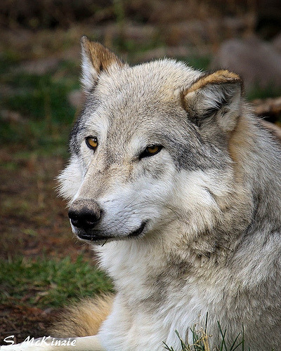 wolfsheart-blog:
“ Wolf by Steve McKinzie
”