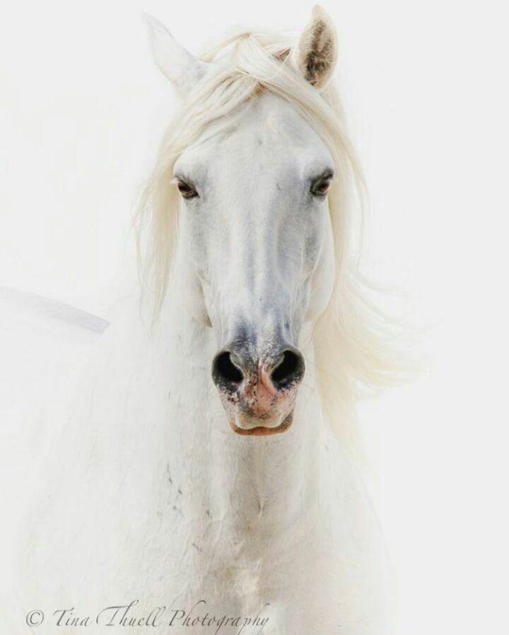 📷: @tinathuellphotography (instagram)
Horseaddict