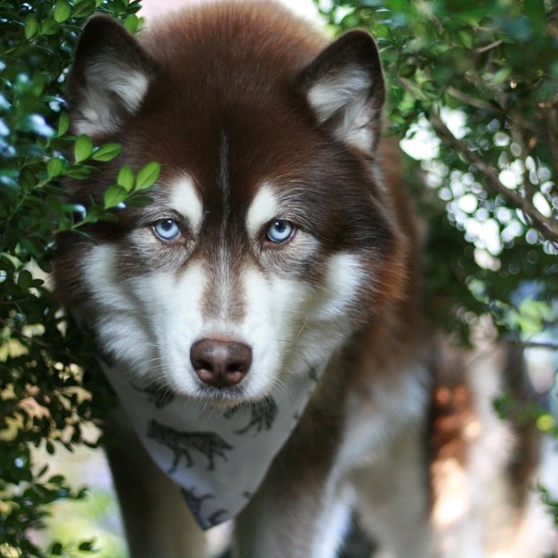 maxandmaeby:
“ mysterymuttbutts:
“ bestofpack:
“  Congratulations on being an Editor’s Pick on Pack!
Dog: Max, the Alaskan Malamute. Human: (the awesome person who owns this photo!): Summer. See more of this dog: on Pack
”
@maxandmaeby
”
hey, cool! i...