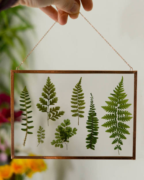 Pressed Flower Art and Botanical Coasters by Karly Murphy on... tumblr orz8bnLby21qas1mto10 500