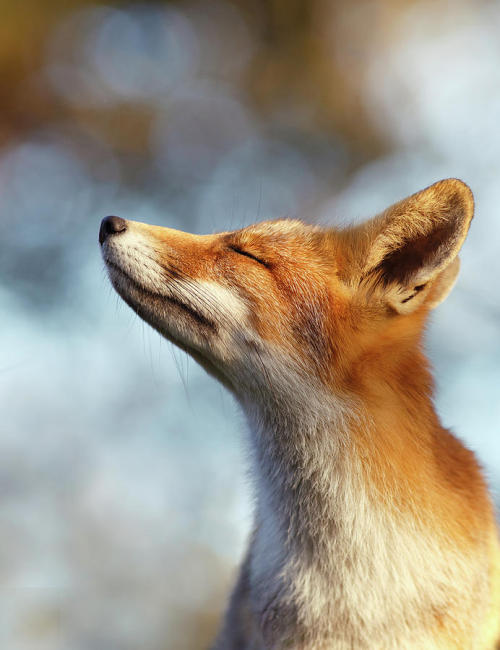Happy Fox by © Roeselien Raimond