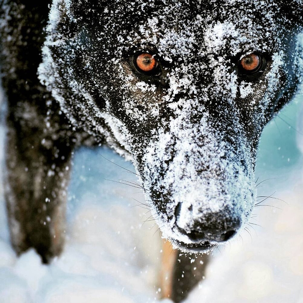 geographicwild:
“.
Photography by © (Christine Claytor). Dog playing in the snow. #wildlife #snow #eyes #german_shepherds #caninecompanion #dogs
”