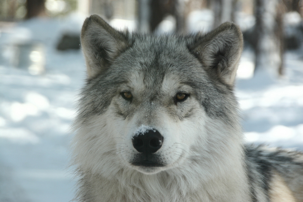 wild-diary:
“Wolf || Waldgeweiht
”
