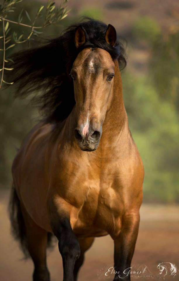 Orgulloso, buckskin andalusian stallion
Elise Genest Arts & Chevaux
I Love Horses