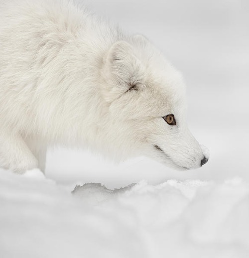 Arctic Fox by © Andy Astbury