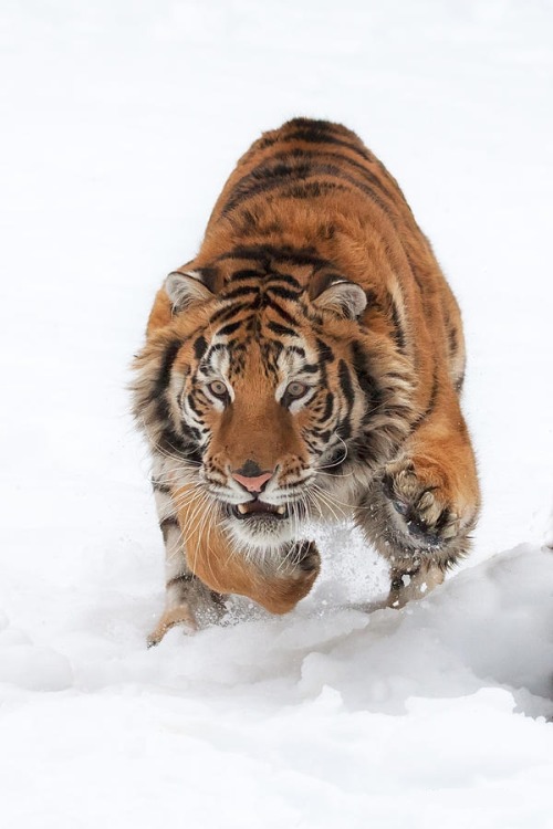 Tiger In Snow by © Mike Dodak