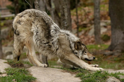 elegantwolves:
“by John Strung
”