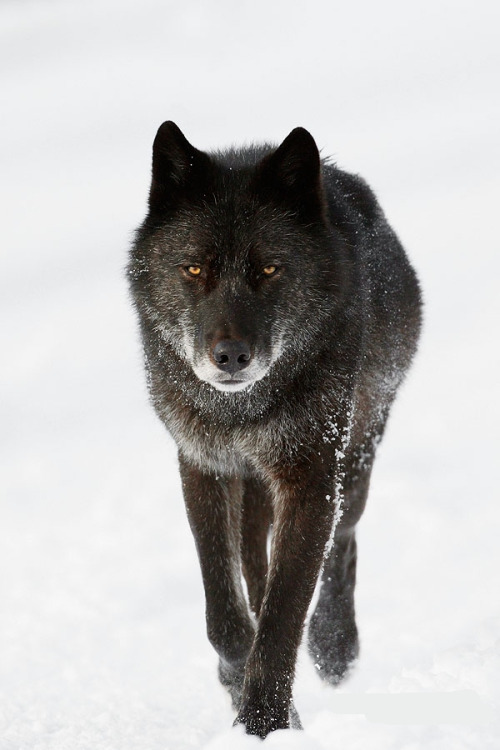 beautiful-wildlife:
“ Black Wolf by John E Marriott
”
